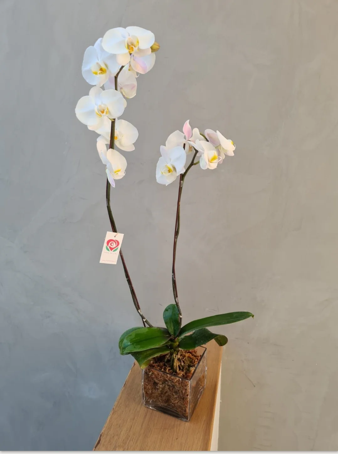 Orquídea